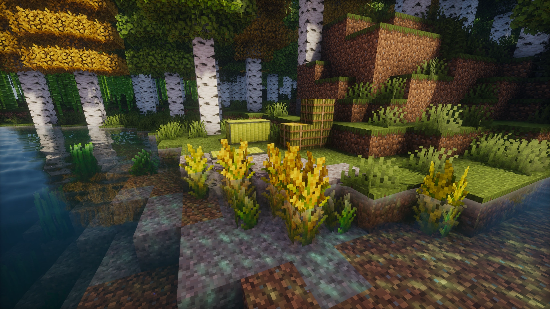 Le riz zélé, planté dans de l'eau avec ses blocs associés dans le fond