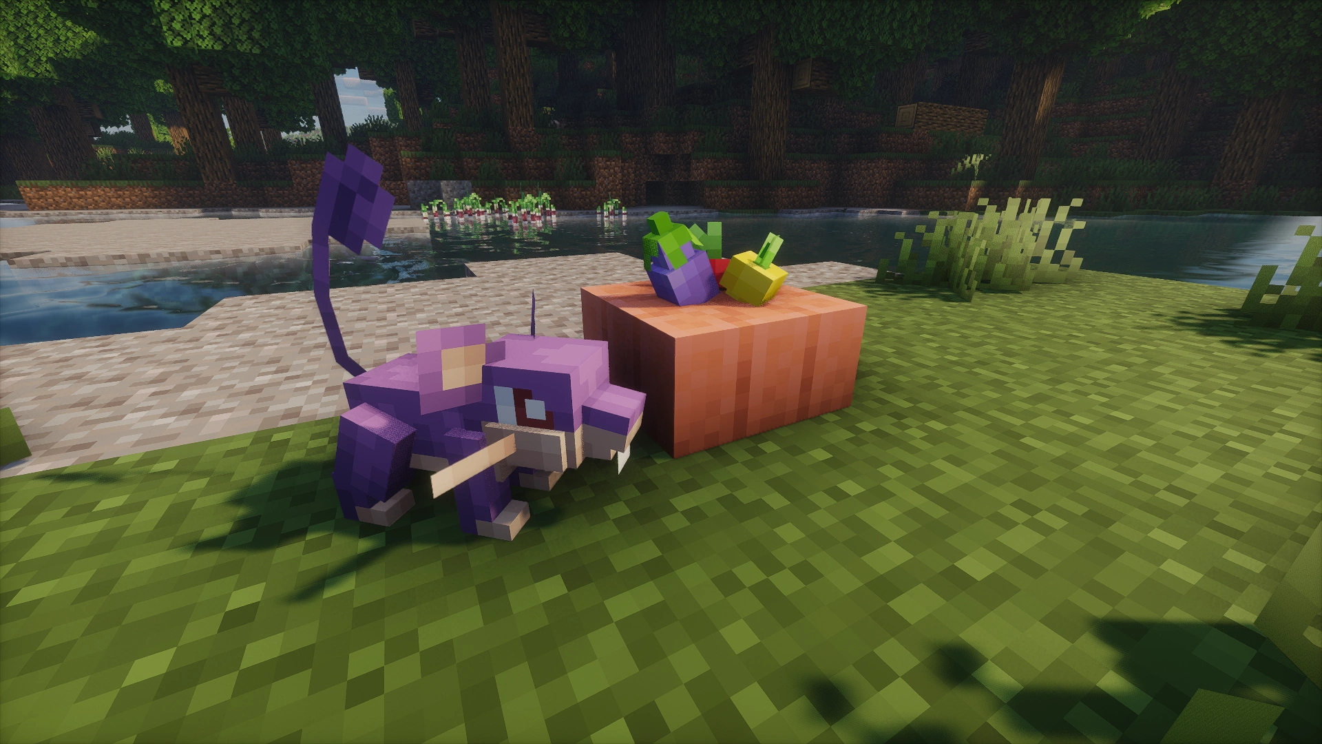 Un rattata qui s'approche d'un Poké Snack, attiré par son odeur